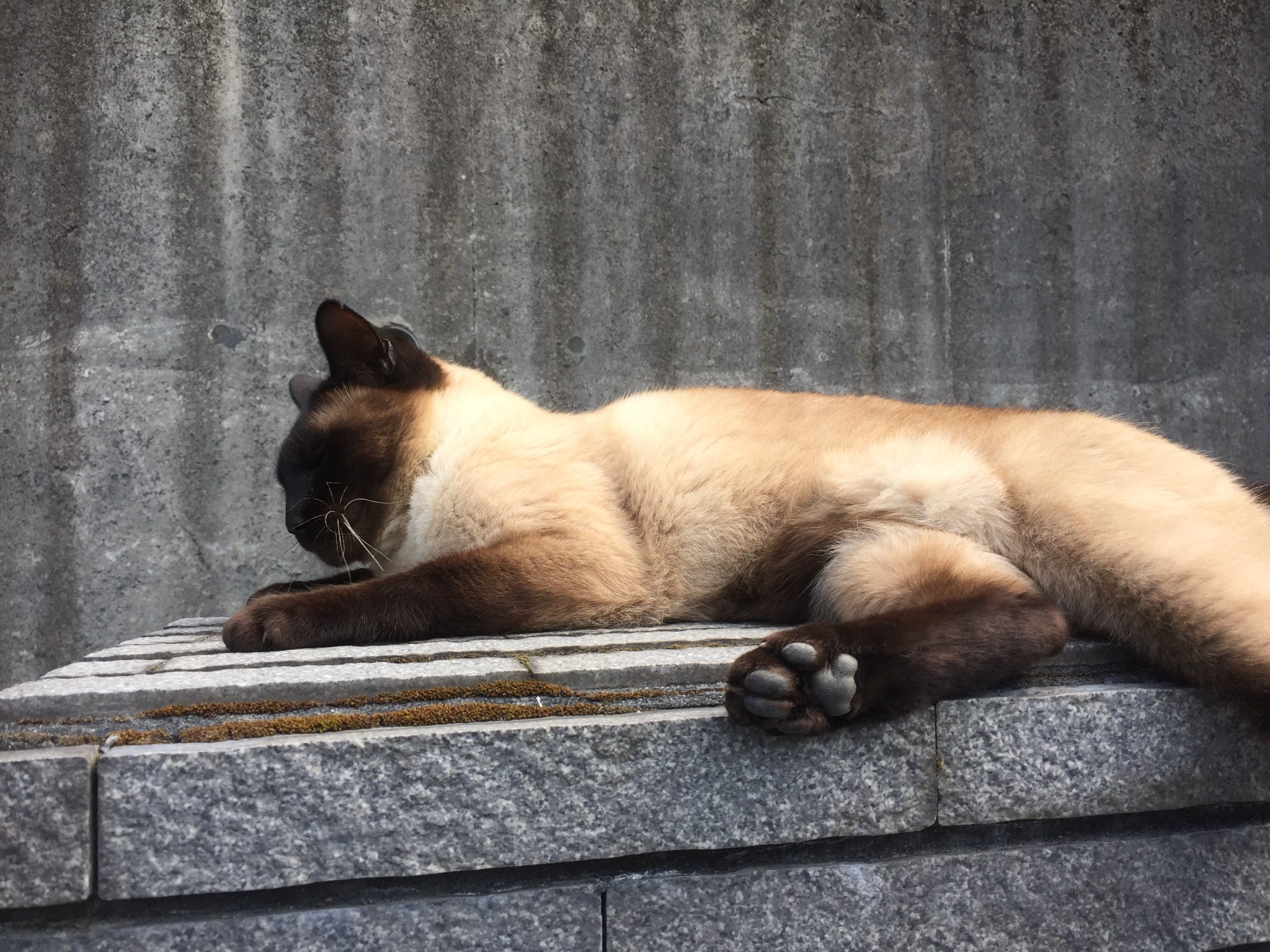 catisleon2000's profile banner image