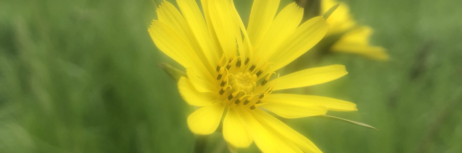 Melissa J banner
