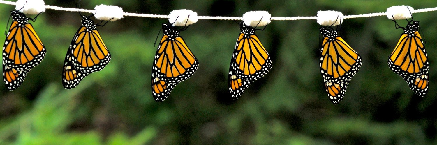 Monarchcrusader's profile banner image