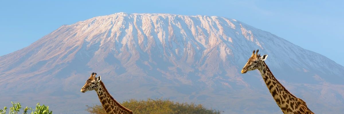 Samaya Msechu Jr. banner