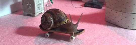 __WeirdFishes's profile banner image