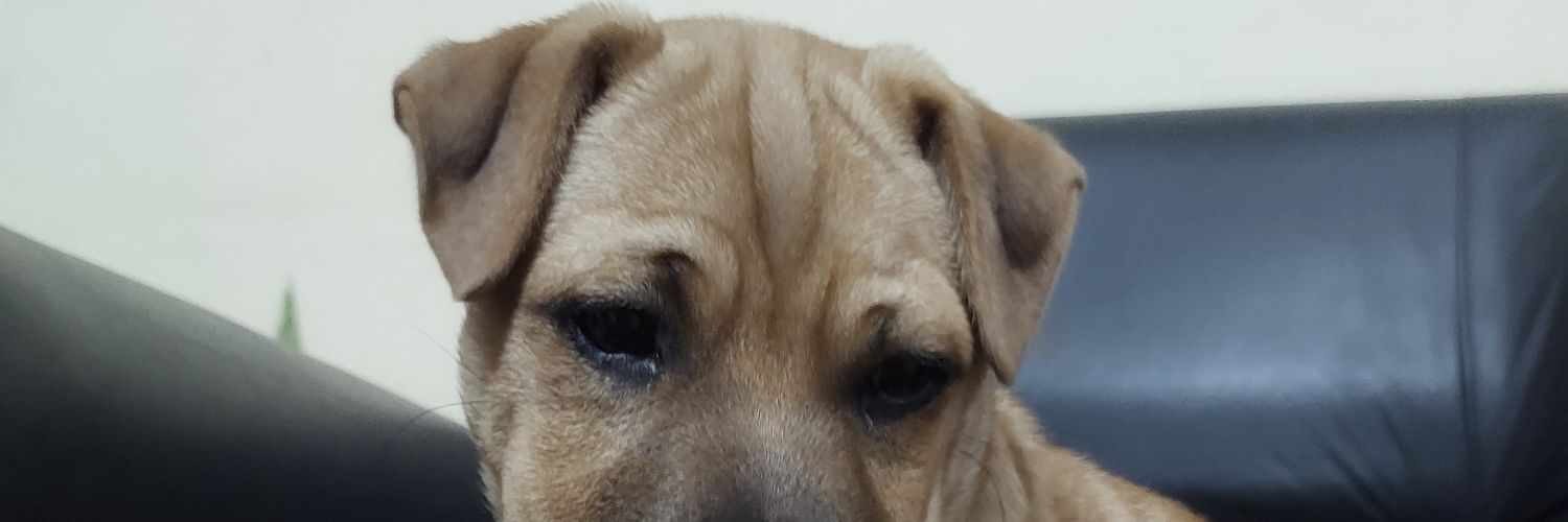 CHASCO9's profile banner image