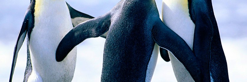 DugiuCan's profile banner image