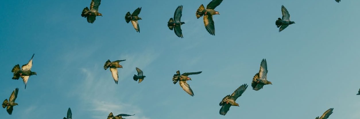 AllexQc's profile banner image