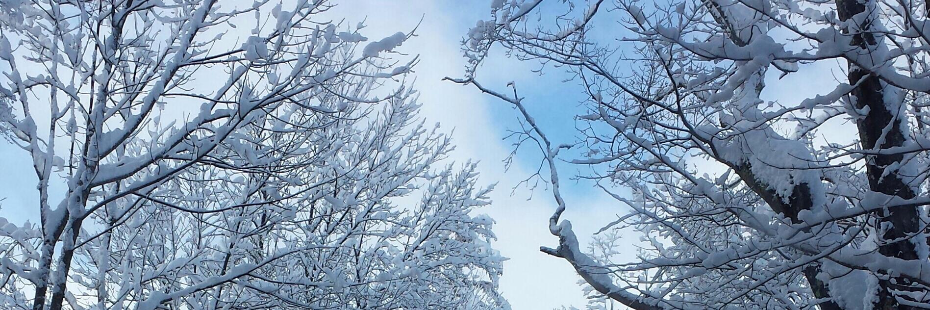 AngelineSGrant's profile banner image