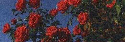 AlcaDariela's profile banner image