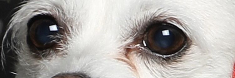 Panda banner