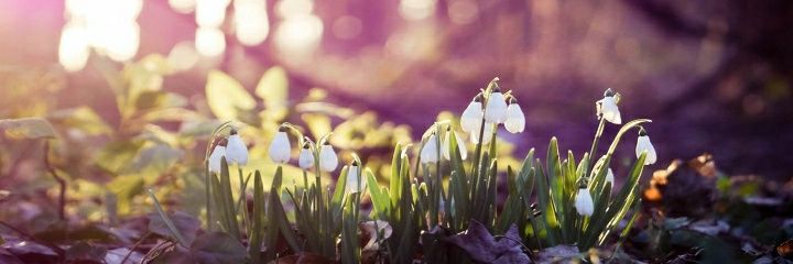 Caroline Mahon banner