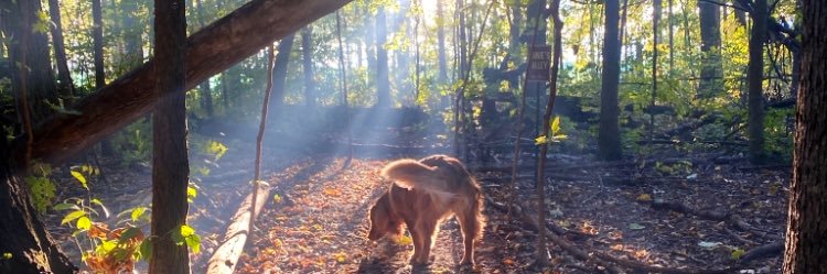 taylorrchambers's profile banner image