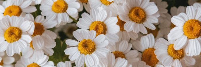 dwchann's profile banner image