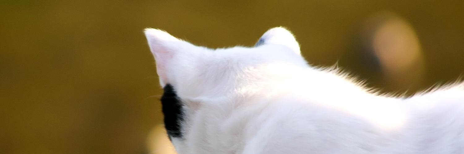 tamtam55Go's profile banner image