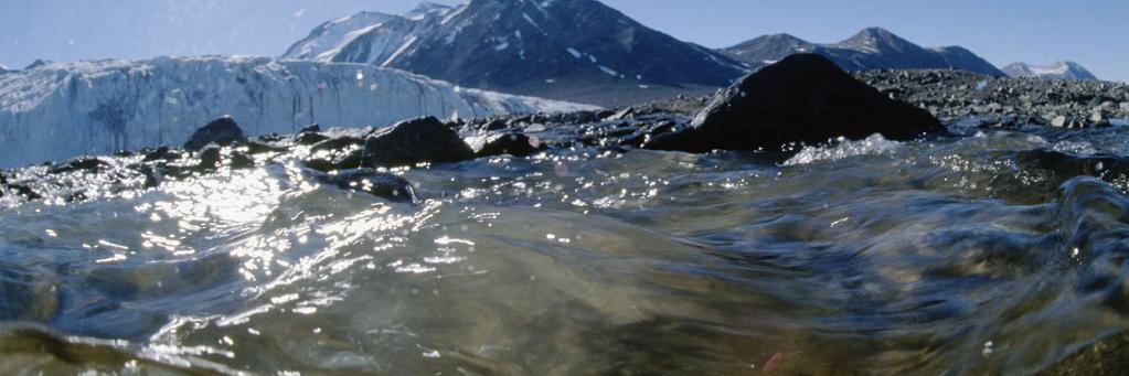 The Daily Pinniped banner