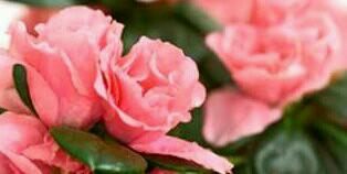 Crypto Digger।Ultiverse⚡️🐑 banner