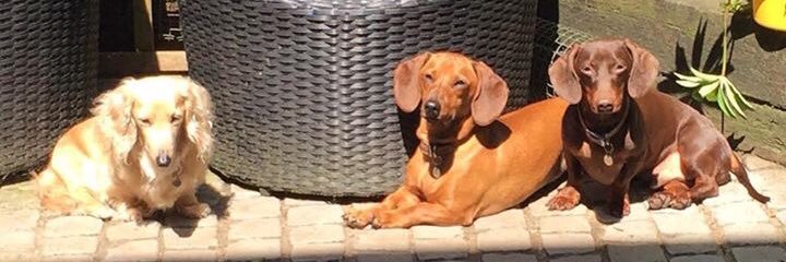 davedachshund's profile banner image