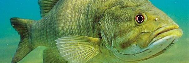 SmallMouth Nation banner