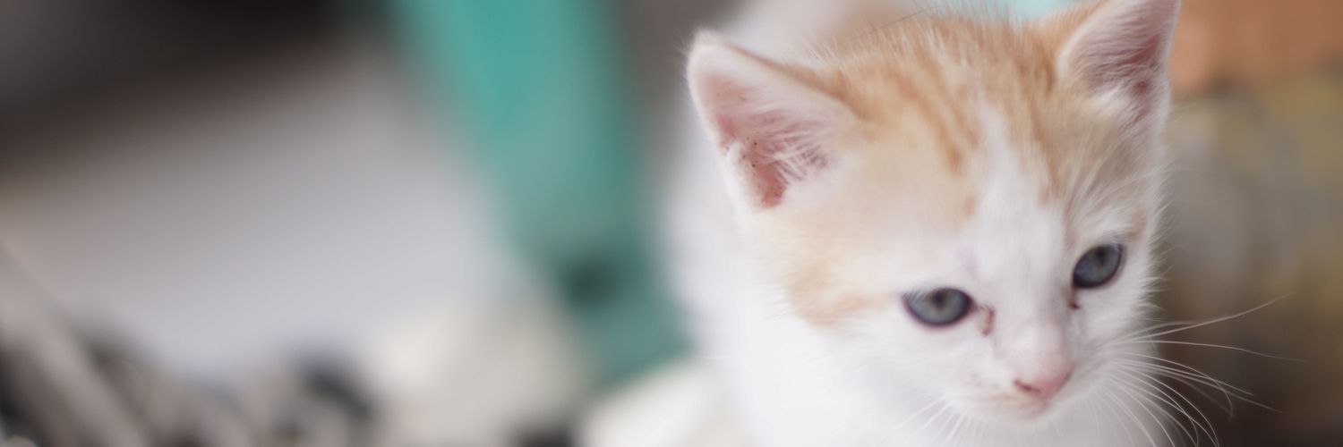NadineShaskya's profile banner image