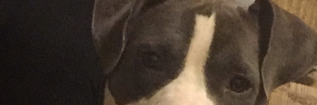 CallMeBlackStar's profile banner image