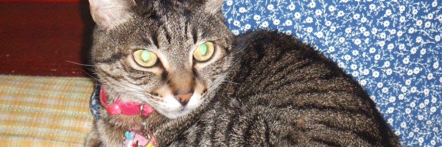 み～な_写真は妹にゃんこ banner