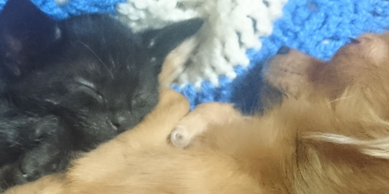 khorlo17's profile banner image