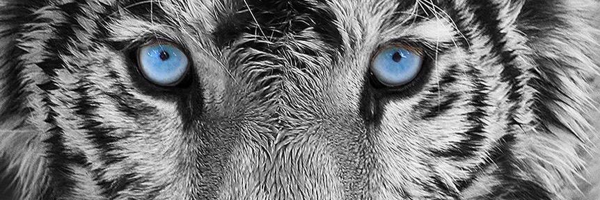 swatasti's profile banner image