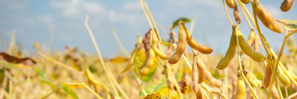United Soybean Board banner
