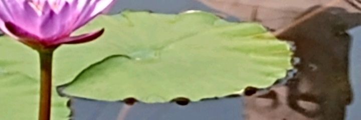 cvlapido's profile banner image
