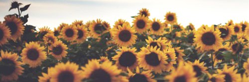 W__Haley's profile banner image