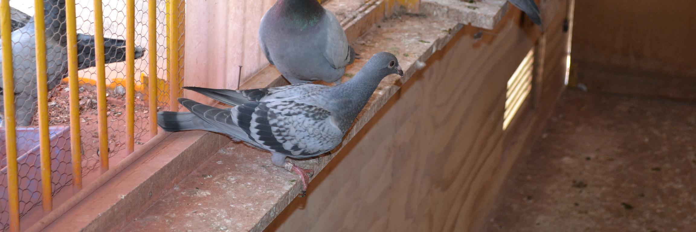 PigeonInFlight's profile banner image