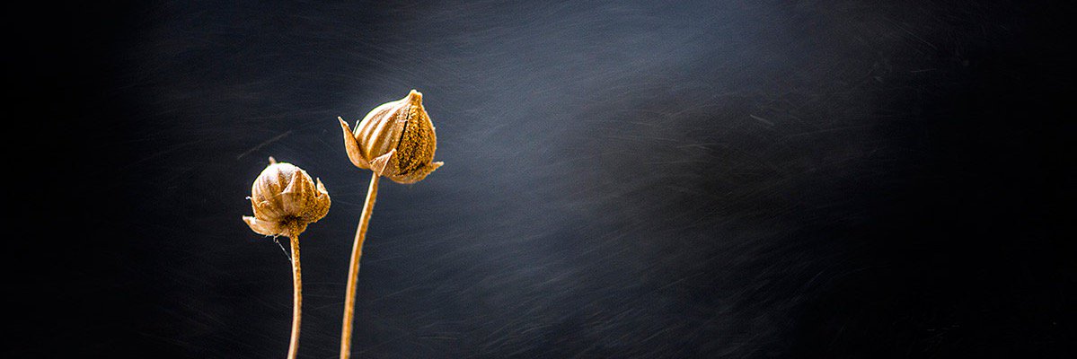 _fleurdelin's profile banner image