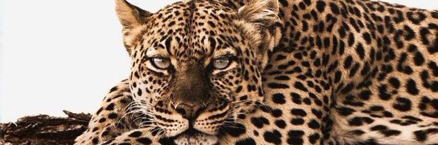 Caroolraangel's profile banner image