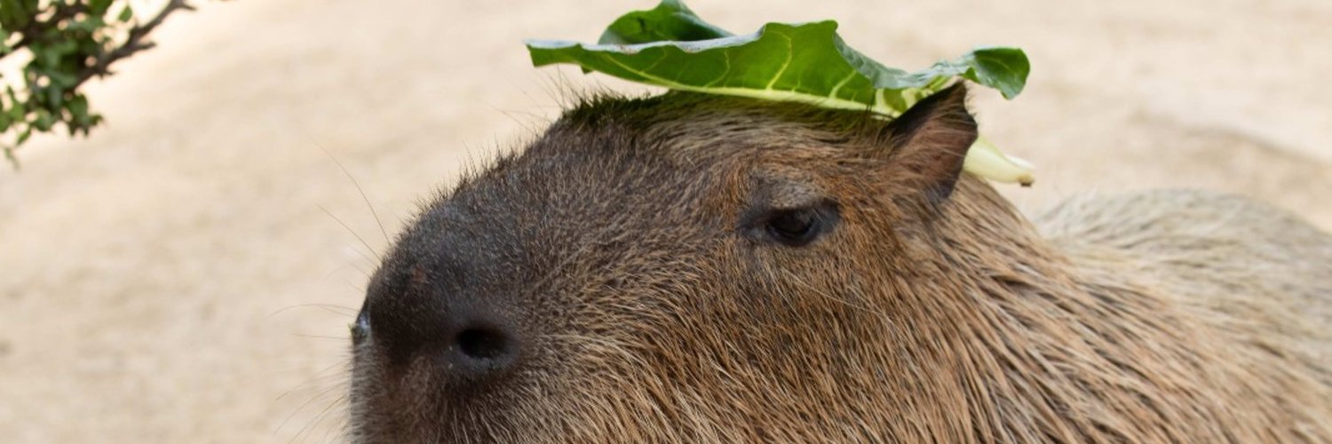AyLune's profile banner image