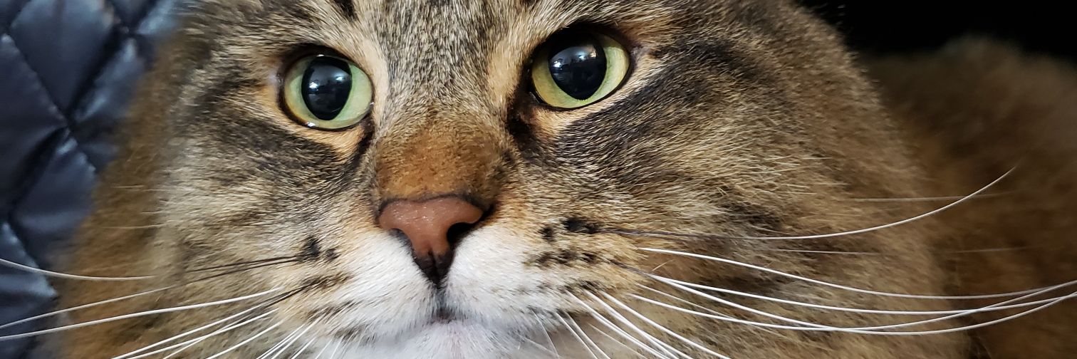 MyKittyDaisy's profile banner image