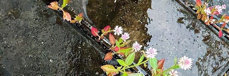 fawnhistle's profile banner image