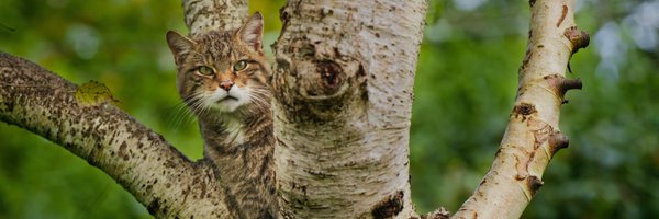 SaveOurWildcats Profile Banner