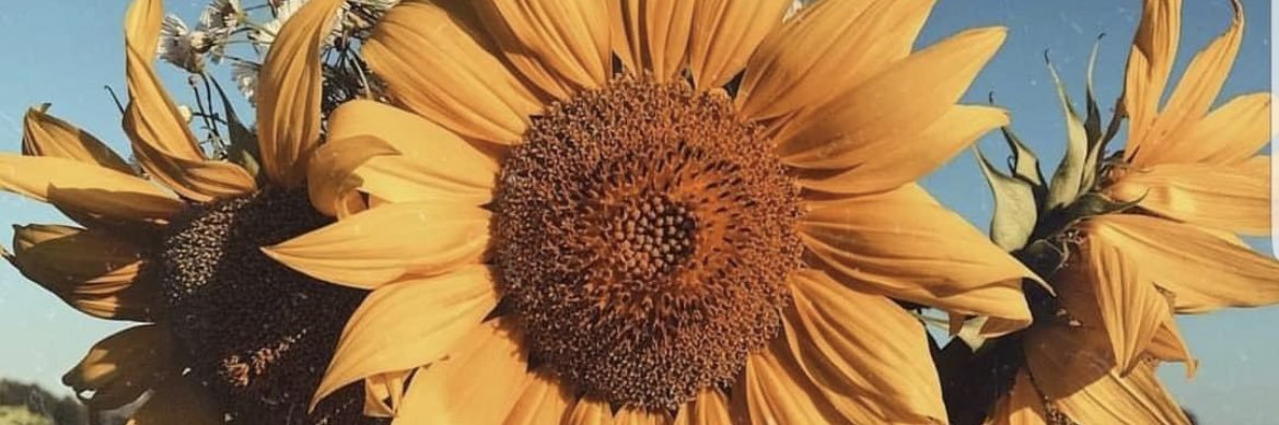 _dimplesgalore's profile banner image