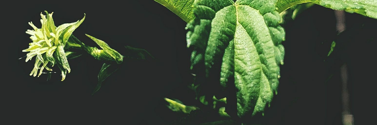 AdamDoobsta's profile banner image