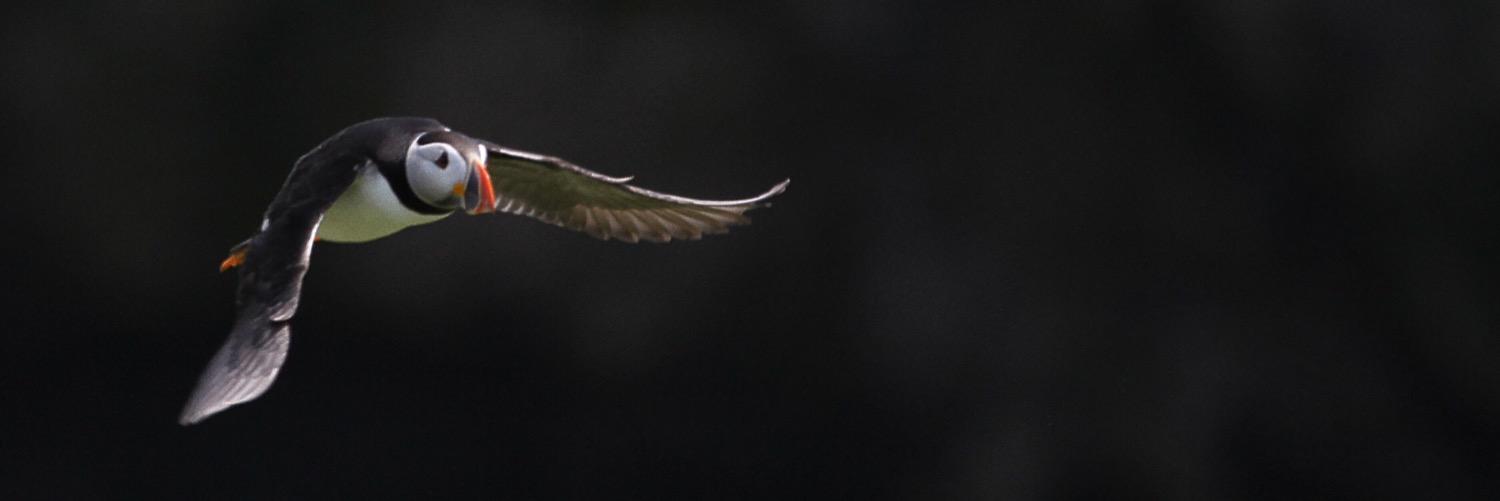 LittleEcologist's profile banner image