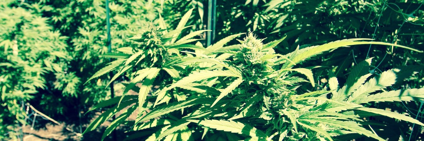 sfweedguy's profile banner image