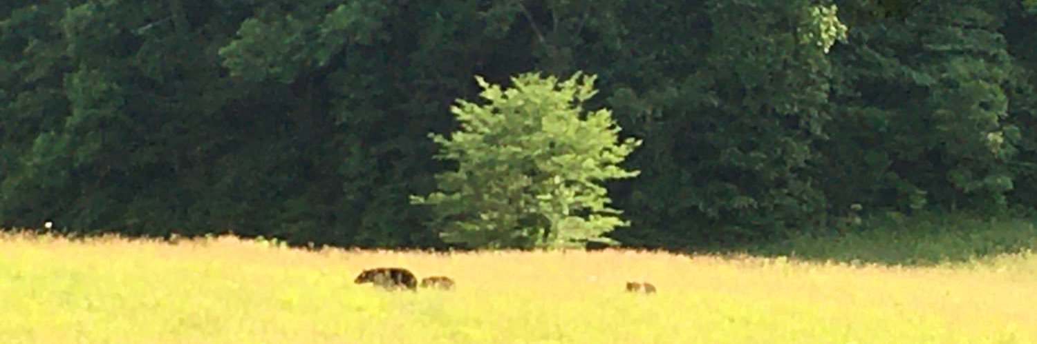 MiMi⚓️🏴‍☠️🇺🇸🇺🇸🇺🇸 banner