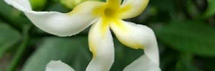 DiahSuman's profile banner image