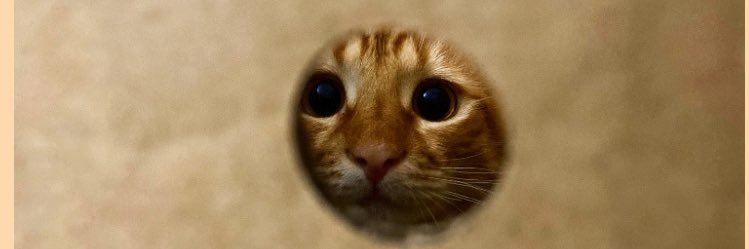 meraltstn's profile banner image