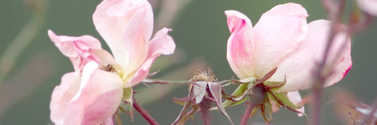 TheRealClinkShrink banner