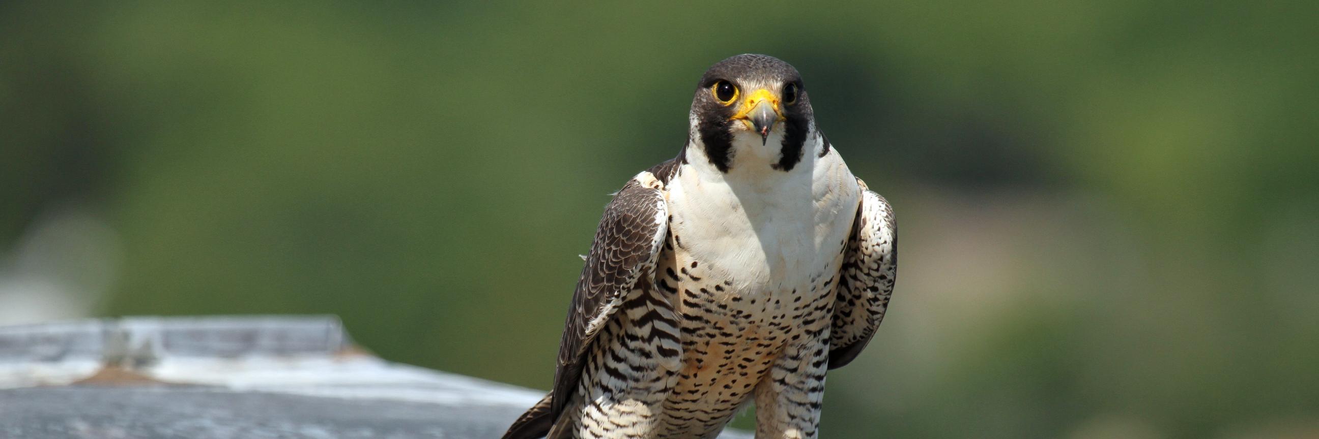 UMLHawkWatch's profile banner image