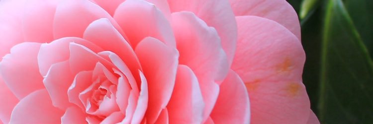 yukiboon915's profile banner image