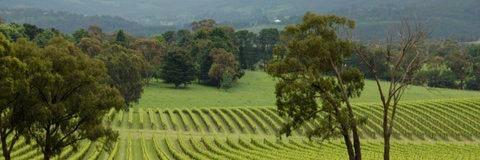 MJVintners's profile banner image