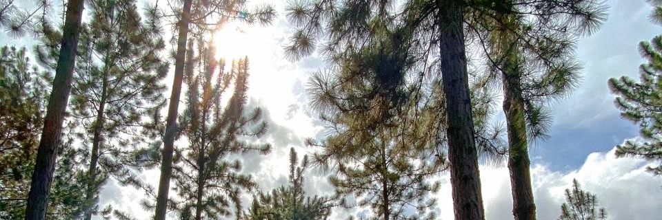 _fourthleaf's profile banner image