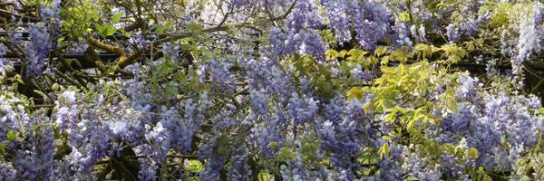 SueTaylor8 Profile Banner