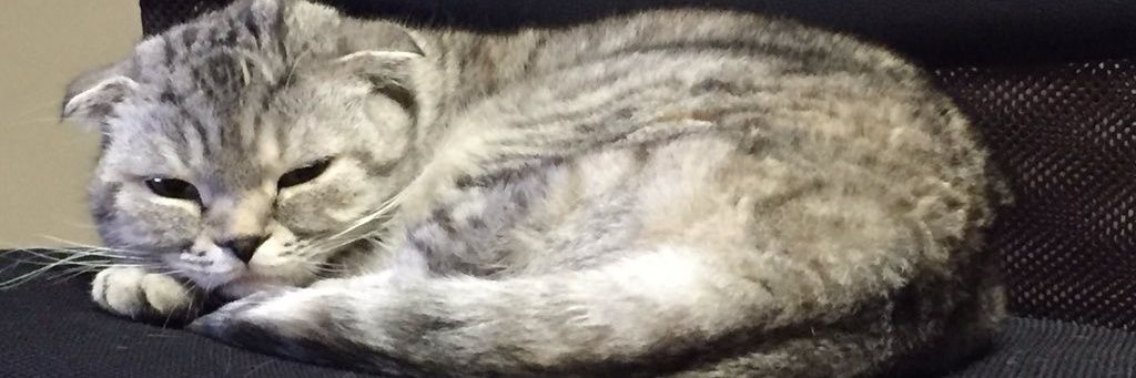 ❄️まっしろ❄️ banner