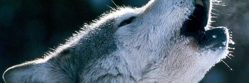 Treys_Dad's profile banner image