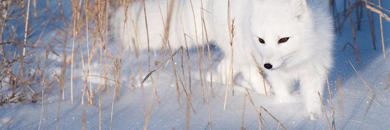 Плотно набитый петух banner